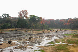 ザンガ・バイでは多くのゾウやシタトウンガが見られます